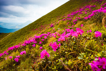 blooming pink rhododendron flowers, amazing panoramic nature scenery	