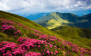 blooming pink rhododendron flowers, amazing panoramic nature scenery	