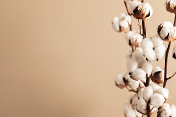 Branch with dried white fluffy cotton flowers on isolated beige background. Softness texture cotton flower closeup.