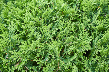 Thuja occidentalis, or eastern arborvitae close-up.   texture background..