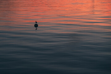 Silhouette of a bird on a ball in the water, sunset colour reflections on water, calming background