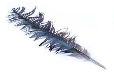 bird magpies feather, on white background