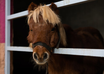 Closeup image of well-groomed pony in stall at stable