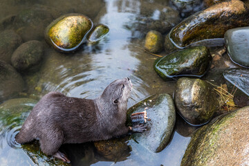 Asian-clawed Otter  at London Wetland in Barnes.