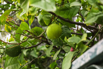 Tree branches with green lemons outdoors, closeup