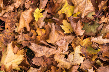 A close view of fall leaves.