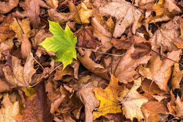 A lone green maple leaf rests on brown leaves.