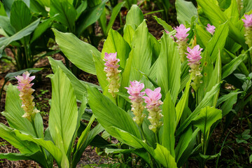 lily of the valley