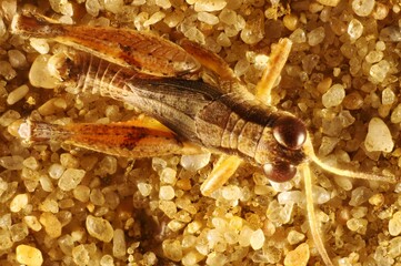 Dorsal close-up of Wingless Grasshopper (Phaulacridium vittatum) nymph