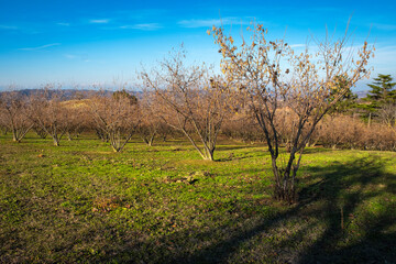 Hazelnut trees, cultivated in the hilly region of Langhe (Asti Province, Piedmont, Northern Italy), taken during winter season.