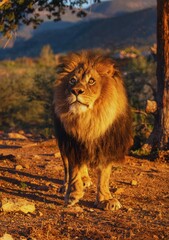 Wildlife Animals Lion