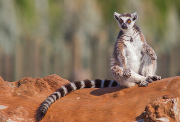 One of the most adorable animals of Madagascar is the lemurs (Lemur catta). © selim