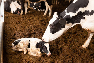 Little young calf and his mother cow at cow farm