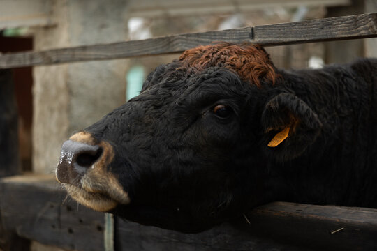 Cow waiting for feed in farm barn