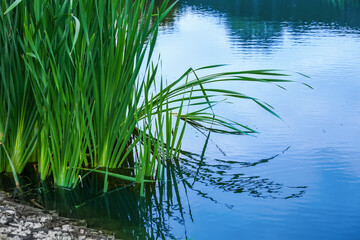 Green leaves in lake, closeup