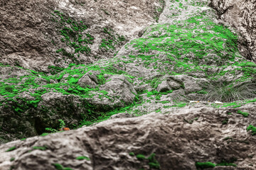 View of natural rock with green moss outdoors, closeup