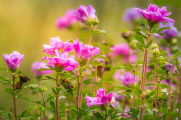 Single flowers with drops of water, Giverny gardens at springtime, France
