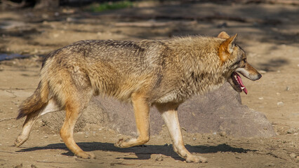Fototapeta premium Gray Wolff (Canis lupus) is the wildest animals of Europe and Asia