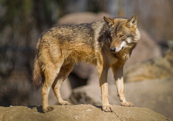 Naklejka na ściany i meble Gray Wolff (Canis lupus) is the wildest animals of Europe and Asia