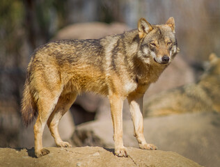 Gray Wolff (Canis lupus) is the wildest animals of Europe and Asia