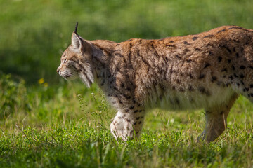 Fototapeta premium Eurasian Lynx (Lynx lynx) lives in Eskisehir (Eskişehir) Catacik widely in natural forest areas in Turkey. He is a medium-sized cat that lives in Asia and Europe.
