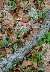 587-27 Woodland Spring