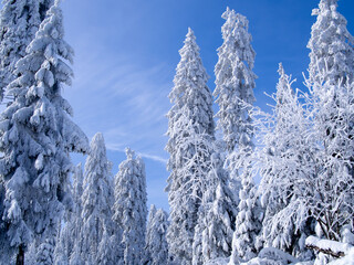 Beautiful winter forest in the snow on a sunny day. Winter . January
