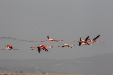 Located on an area of ​​8,000 hectares in Izmir, There are around 300 bird species, especially Greater Flamingos (Phoenicopterus roseus), in the bird paradise.	