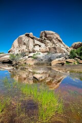 Green Grass and Desert Pond