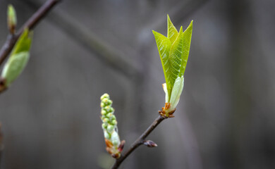 Spring. But of a tree. Leaf but starting to spring.