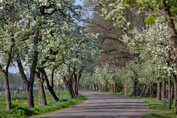 Pear tree blossom. Spring. Flower. Blossom. Street. Dokter Larijweg Ruinerwold Drenthe Netherlands. Countryside.