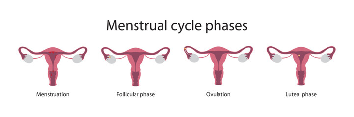 Menstrual cycle phases