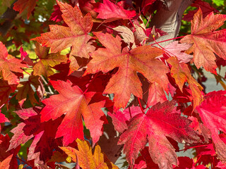 Naklejka na ściany i meble Autumn Red Maple Leaves