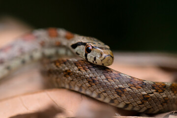 Fototapeta premium Leopard Snake (Zamenis situla) resting on leaves on the ground