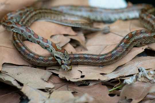 Leopard Snake (Zamenis situla) resting on leaves on the ground