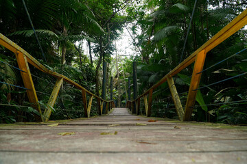A wooden elevated walkway on tall stilts through the tropical rainforest in the urban Mindu Park of...