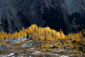 Hiking During Larch Season in Alberta with Mountains from Peter Lougheed Provincial park