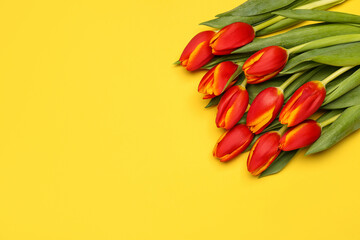 Red tulip flowers on yellow background. Hello spring