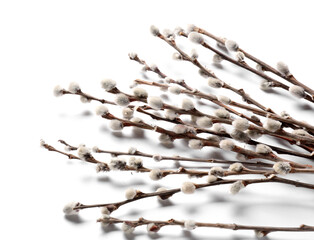 Pussy willow branches isolated on white background