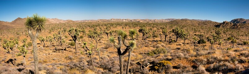 Desert Panorama of Joshua Trees
