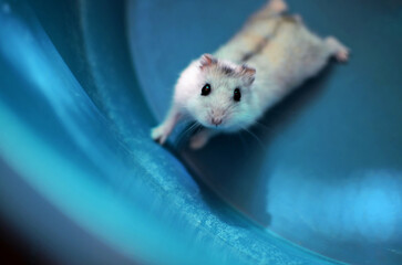 White hamster on a blue background