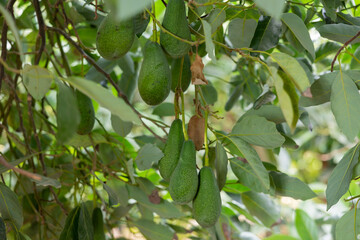Big ripe avocado hanging on tree branches in summer fruit garden