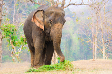 Fototapeta premium thai elephants conservation center lampang thailand