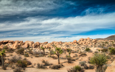 Desert Joshua Trees Under Cloudy Blue Sky