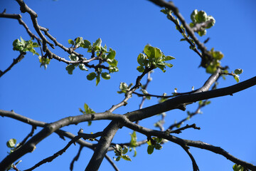 branches against the sky