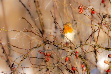 The European robin (Erithacus rubecula) - orange bird in winter