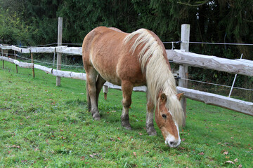 Pferd auf Weide