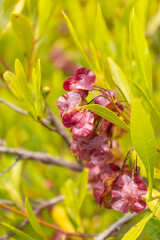 Obraz premium Beech plant, known as species Dodonaea viscosa (L.) Jacq. belongs to the plant family Sapindaceae.