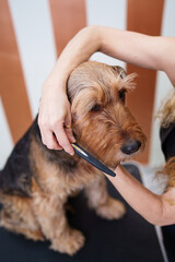 Beautiful Airedale Terrier enjoying in professional grooming and hair care. Professional female groomer at work.