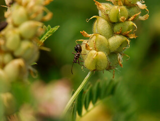 From the Ant's Perspective: Exploring the Beauty of a Green World